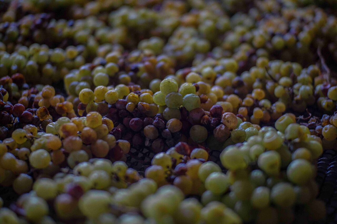 Uve di moscatello in appassimento, dai toni ambrati e dorati