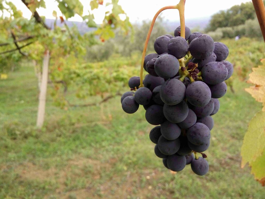Grappolo di uva a bacca rossa sulla vite