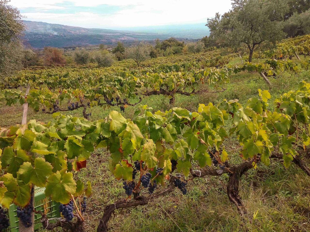 Il vigneto con i monti del Pollino all'orizzonte