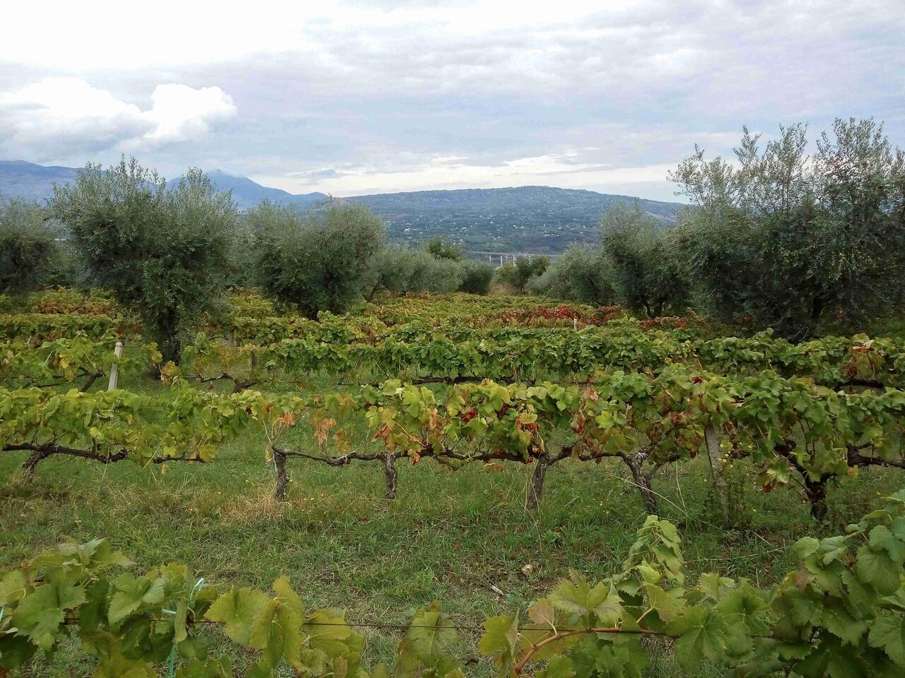 Ulivi dell'azienda